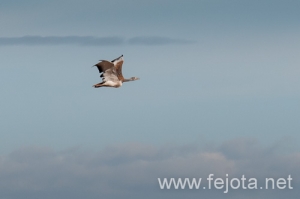 Nombre del archivo=120630_046.jpg
Tamaño del archivo=43Kb
Dimensiones=500x333
Fecha añadida=24 de Julio de 12 120630_046.jpg