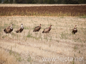 Nombre del archivo=120927_006.jpg
Tamaño del archivo=158Kb
Dimensiones=500x375
Fecha añadida=04 de Diciembre de 12 120927_006.jpg