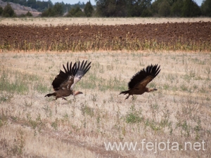 Nombre del archivo=120927_010.jpg
Tamaño del archivo=159Kb
Dimensiones=500x375
Fecha añadida=04 de Diciembre de 12 120927_010.jpg