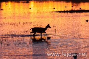 Nombre del archivo=121103_024.jpg
Tamaño del archivo=168Kb
Dimensiones=500x332
Fecha añadida=07 de Noviembre de 12 121103_024.jpg