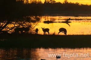 Nombre del archivo=121103_034.jpg
Tamaño del archivo=136Kb
Dimensiones=500x332
Fecha añadida=07 de Noviembre de 12 121103_034.jpg