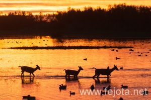 Nombre del archivo=121103_044.jpg
Tamaño del archivo=148Kb
Dimensiones=500x332
Fecha añadida=07 de Noviembre de 12 121103_044.jpg