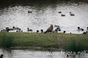 Nombre del archivo=121103_095.jpg
Tamaño del archivo=117Kb
Dimensiones=500x332
Fecha añadida=07 de Noviembre de 12 121103_095.jpg