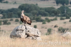 Nombre del archivo=130706_012.jpg
Tamaño del archivo=192Kb
Dimensiones=500x332
Fecha añadida=02 de Agosto de 13 130706_012.jpg