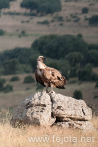 Nombre del archivo=130706_019.jpg
Tamaño del archivo=196Kb
Dimensiones=332x500
Fecha añadida=02 de Agosto de 13 130706_019.jpg