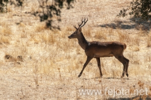 Nombre del archivo=130915_046.jpg
Tamaño del archivo=148Kb
Dimensiones=500x332
Fecha añadida=22 de Octubre de 13 130915_046.jpg