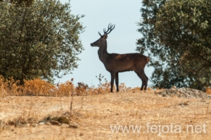 Nombre del archivo=130915_056.jpg
Tamaño del archivo=151Kb
Dimensiones=500x332
Fecha añadida=22 de Octubre de 13 130915_056.jpg