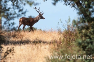 Nombre del archivo=130915_080.jpg
Tamaño del archivo=126Kb
Dimensiones=499x332
Fecha añadida=22 de Octubre de 13 130915_080.jpg