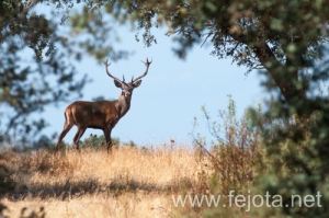 Nombre del archivo=130915_082.jpg
Tamaño del archivo=137Kb
Dimensiones=500x332
Fecha añadida=22 de Octubre de 13 130915_082.jpg