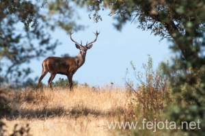 Nombre del archivo=130915_083.jpg
Tamaño del archivo=135Kb
Dimensiones=500x332
Fecha añadida=22 de Octubre de 13 130915_083.jpg