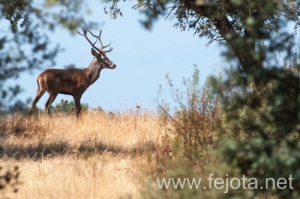 Nombre del archivo=130915_084.jpg
Tamaño del archivo=127Kb
Dimensiones=500x332
Fecha añadida=22 de Octubre de 13 130915_084.jpg