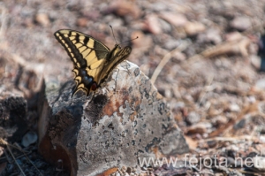 Nombre del archivo=130915_096.jpg
Tamaño del archivo=159Kb
Dimensiones=499x332
Fecha añadida=22 de Octubre de 13 130915_096.jpg