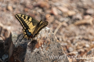Nombre del archivo=130915_097.jpg
Tamaño del archivo=150Kb
Dimensiones=500x332
Fecha añadida=22 de Octubre de 13 130915_097.jpg