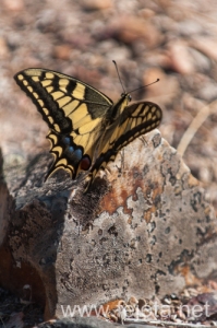 Nombre del archivo=130915_098.jpg
Tamaño del archivo=170Kb
Dimensiones=332x500
Fecha añadida=22 de Octubre de 13 130915_098.jpg