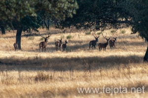 Nombre del archivo=130915_126.jpg
Tamaño del archivo=143Kb
Dimensiones=500x332
Fecha añadida=22 de Octubre de 13 130915_126.jpg