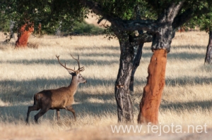 Nombre del archivo=130915_135.jpg
Tamaño del archivo=137Kb
Dimensiones=500x332
Fecha añadida=22 de Octubre de 13 130915_135.jpg