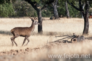 Nombre del archivo=130915_137.jpg
Tamaño del archivo=126Kb
Dimensiones=499x332
Fecha añadida=22 de Octubre de 13 130915_137.jpg