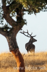 Nombre del archivo=130915_142.jpg
Tamaño del archivo=112Kb
Dimensiones=332x500
Fecha añadida=22 de Octubre de 13 130915_142.jpg