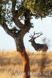 Nombre del archivo=130915_146.jpg
Tamaño del archivo=124Kb
Dimensiones=332x500
Fecha añadida=22 de Octubre de 13 130915_146.jpg