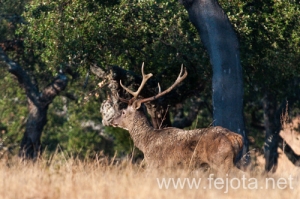 Nombre del archivo=130915_154.jpg
Tamaño del archivo=233Kb
Dimensiones=500x332
Fecha añadida=22 de Octubre de 13 130915_154.jpg