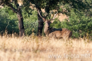 Nombre del archivo=130915_155.jpg
Tamaño del archivo=308Kb
Dimensiones=500x332
Fecha añadida=22 de Octubre de 13 130915_155.jpg