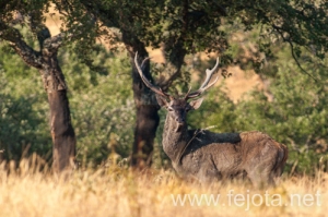 Nombre del archivo=130915_156.jpg
Tamaño del archivo=242Kb
Dimensiones=499x332
Fecha añadida=22 de Octubre de 13 130915_156.jpg