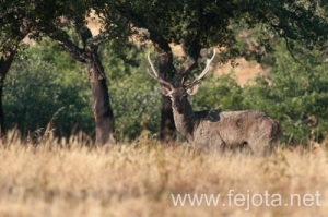 Nombre del archivo=130915_157.jpg
Tamaño del archivo=252Kb
Dimensiones=500x332
Fecha añadida=22 de Octubre de 13 130915_157.jpg