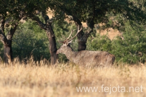 Nombre del archivo=130915_158.jpg
Tamaño del archivo=242Kb
Dimensiones=500x332
Fecha añadida=22 de Octubre de 13 130915_158.jpg