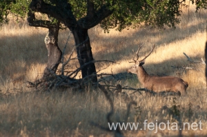 Nombre del archivo=130915_167.jpg
Tamaño del archivo=145Kb
Dimensiones=500x332
Fecha añadida=22 de Octubre de 13 130915_167.jpg