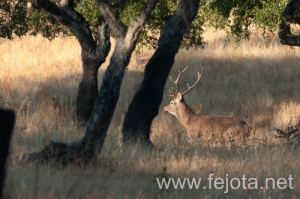 Nombre del archivo=130915_168.jpg
Tamaño del archivo=137Kb
Dimensiones=500x332
Fecha añadida=22 de Octubre de 13 130915_168.jpg