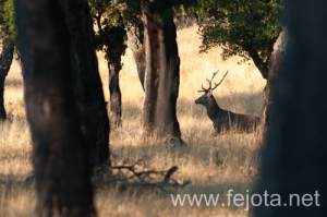 Nombre del archivo=130915_170.jpg
Tamaño del archivo=116Kb
Dimensiones=500x332
Fecha añadida=22 de Octubre de 13 130915_170.jpg