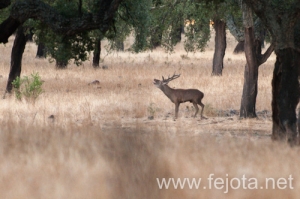 Nombre del archivo=130916_041.jpg
Tamaño del archivo=115Kb
Dimensiones=500x332
Fecha añadida=22 de Octubre de 13 130916_041.jpg