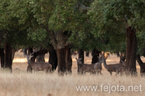 Nombre del archivo=130916_047.jpg
Tamaño del archivo=122Kb
Dimensiones=500x332
Fecha añadida=22 de Octubre de 13 130916_047.jpg