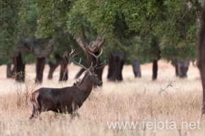 Nombre del archivo=130916_082.jpg
Tamaño del archivo=124Kb
Dimensiones=500x332
Fecha añadida=22 de Octubre de 13 130916_082.jpg
