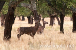 Nombre del archivo=130916_083.jpg
Tamaño del archivo=132Kb
Dimensiones=500x332
Fecha añadida=22 de Octubre de 13 130916_083.jpg