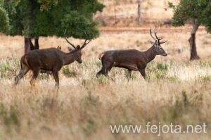 Nombre del archivo=130916_085.jpg
Tamaño del archivo=166Kb
Dimensiones=500x332
Fecha añadida=22 de Octubre de 13 130916_085.jpg