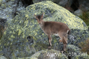Nombre del archivo=130920_001.jpg
Tamaño del archivo=162Kb
Dimensiones=500x332
Fecha añadida=23 de Octubre de 13 130920_001.jpg