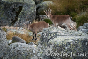 Nombre del archivo=130920_005.jpg
Tamaño del archivo=154Kb
Dimensiones=500x332
Fecha añadida=23 de Octubre de 13 130920_005.jpg