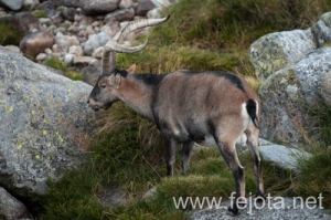 Nombre del archivo=130920_014.jpg
Tamaño del archivo=150Kb
Dimensiones=500x332
Fecha añadida=23 de Octubre de 13 130920_014.jpg