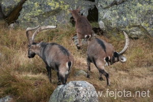 Nombre del archivo=130920_027.jpg
Tamaño del archivo=161Kb
Dimensiones=500x332
Fecha añadida=23 de Octubre de 13 130920_027.jpg