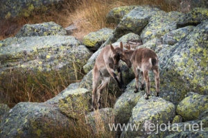 Nombre del archivo=130920_038.jpg
Tamaño del archivo=194Kb
Dimensiones=500x332
Fecha añadida=23 de Octubre de 13 130920_038.jpg