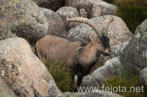 Nombre del archivo=130920_053.jpg
Tamaño del archivo=165Kb
Dimensiones=500x332
Fecha añadida=23 de Octubre de 13 130920_053.jpg