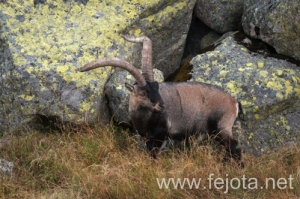 Nombre del archivo=130920_055.jpg
Tamaño del archivo=183Kb
Dimensiones=499x332
Fecha añadida=23 de Octubre de 13 130920_055.jpg