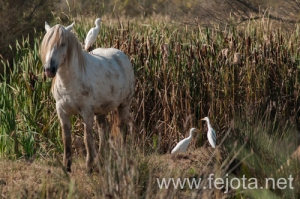 Nombre del archivo=131023_009.jpg
Tamaño del archivo=167Kb
Dimensiones=500x332
Fecha añadida=25 de Octubre de 13 131023_009.jpg