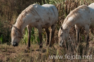 Nombre del archivo=131023_015.jpg
Tamaño del archivo=150Kb
Dimensiones=500x332
Fecha añadida=25 de Octubre de 13 131023_015.jpg