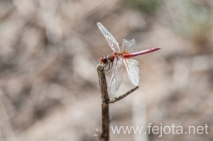 Nombre del archivo=131023_046.jpg
Tamaño del archivo=68Kb
Dimensiones=500x332
Fecha añadida=25 de Octubre de 13 131023_046.jpg