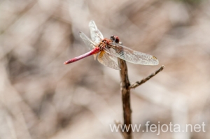 Nombre del archivo=131023_049.jpg
Tamaño del archivo=69Kb
Dimensiones=500x332
Fecha añadida=25 de Octubre de 13 131023_049.jpg