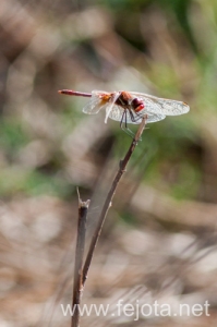 Nombre del archivo=131023_053.jpg
Tamaño del archivo=79Kb
Dimensiones=332x500
Fecha añadida=25 de Octubre de 13 131023_053.jpg