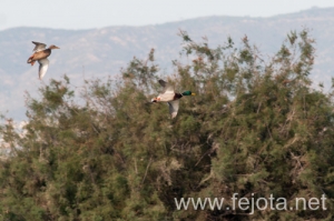 Nombre del archivo=131023_054.jpg
Tamaño del archivo=118Kb
Dimensiones=500x332
Fecha añadida=25 de Octubre de 13 131023_054.jpg