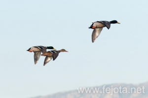 Nombre del archivo=131023_057.jpg
Tamaño del archivo=42Kb
Dimensiones=500x332
Fecha añadida=25 de Octubre de 13 131023_057.jpg